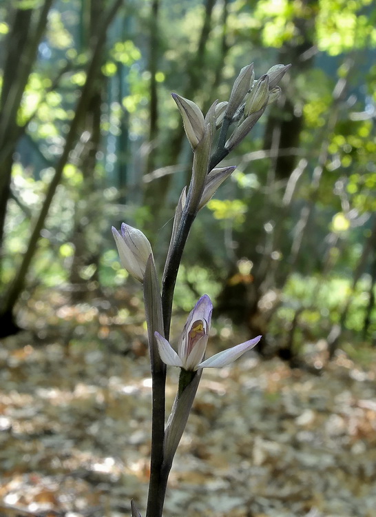 Limodorum trabutianum - iniza a fiorire